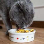 Cara Mudah Membuat Makanan Kucing Dengan Nutrisi Tinggi di Rumah